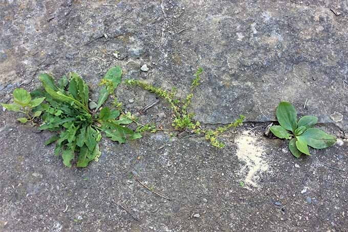 Weed Control