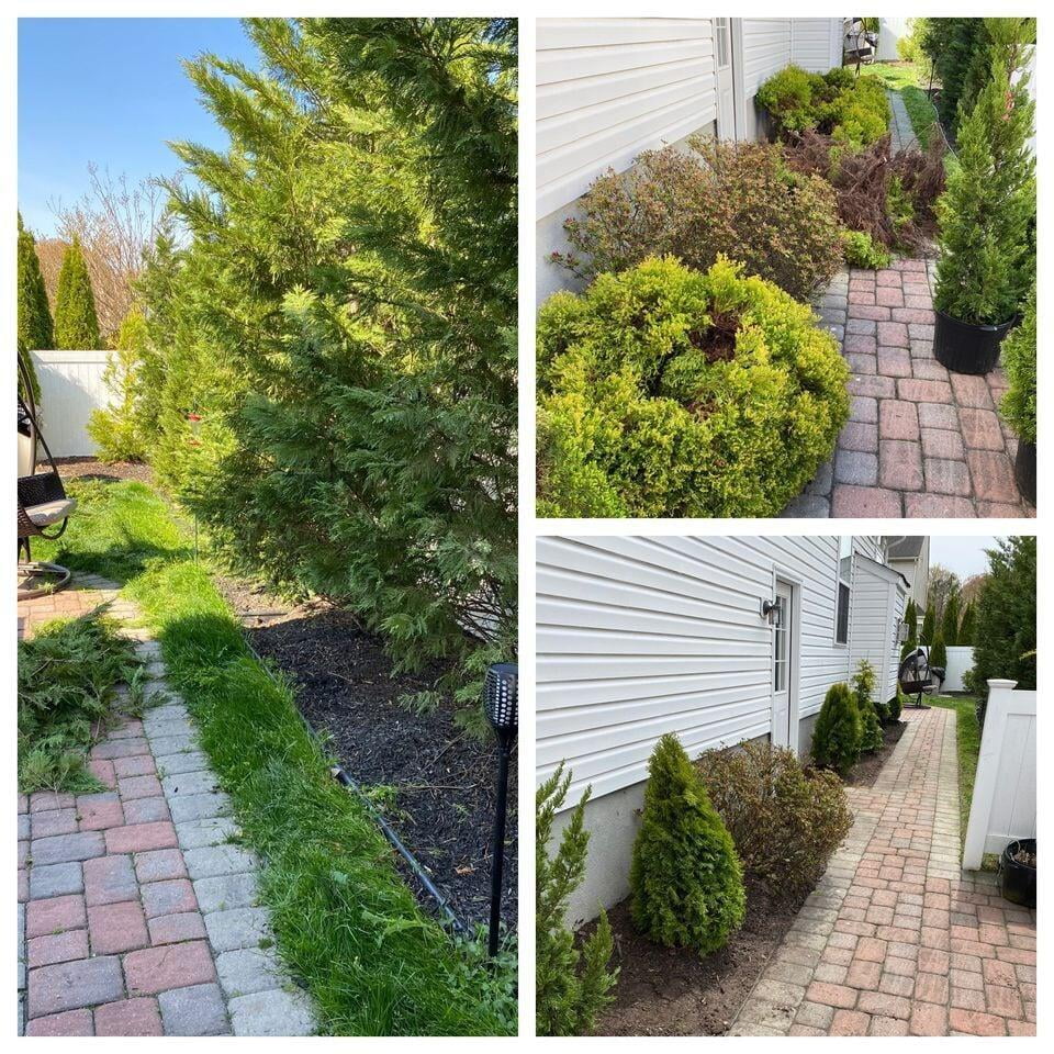 Cleanup and Shrub removal
